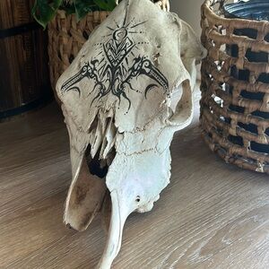 Acrylic hand painted cow skull ✨